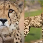 Cheetah Death at Kuno National Park.